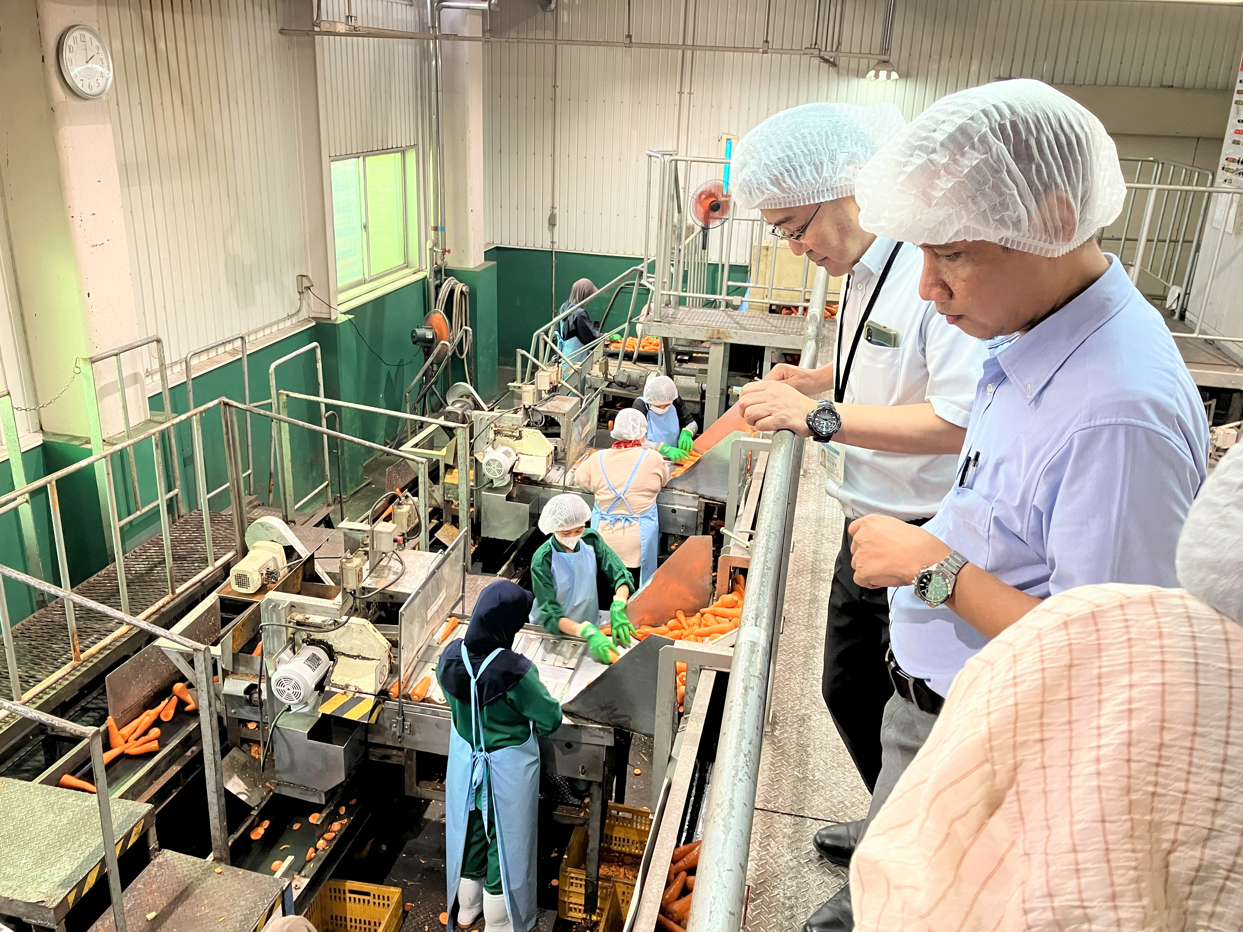 人参の選別作業の視察