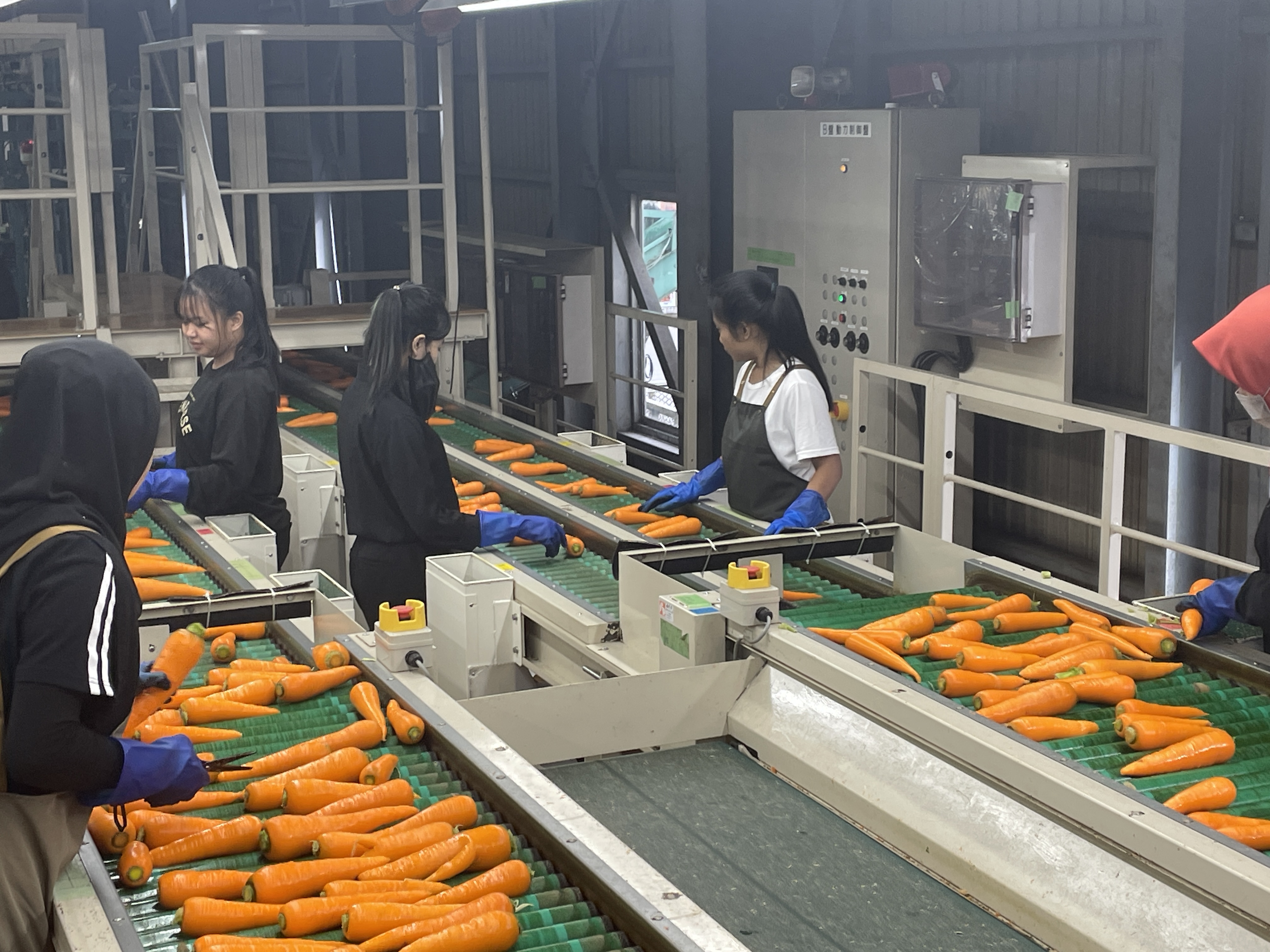 人参の選果上で作業中の外国人材