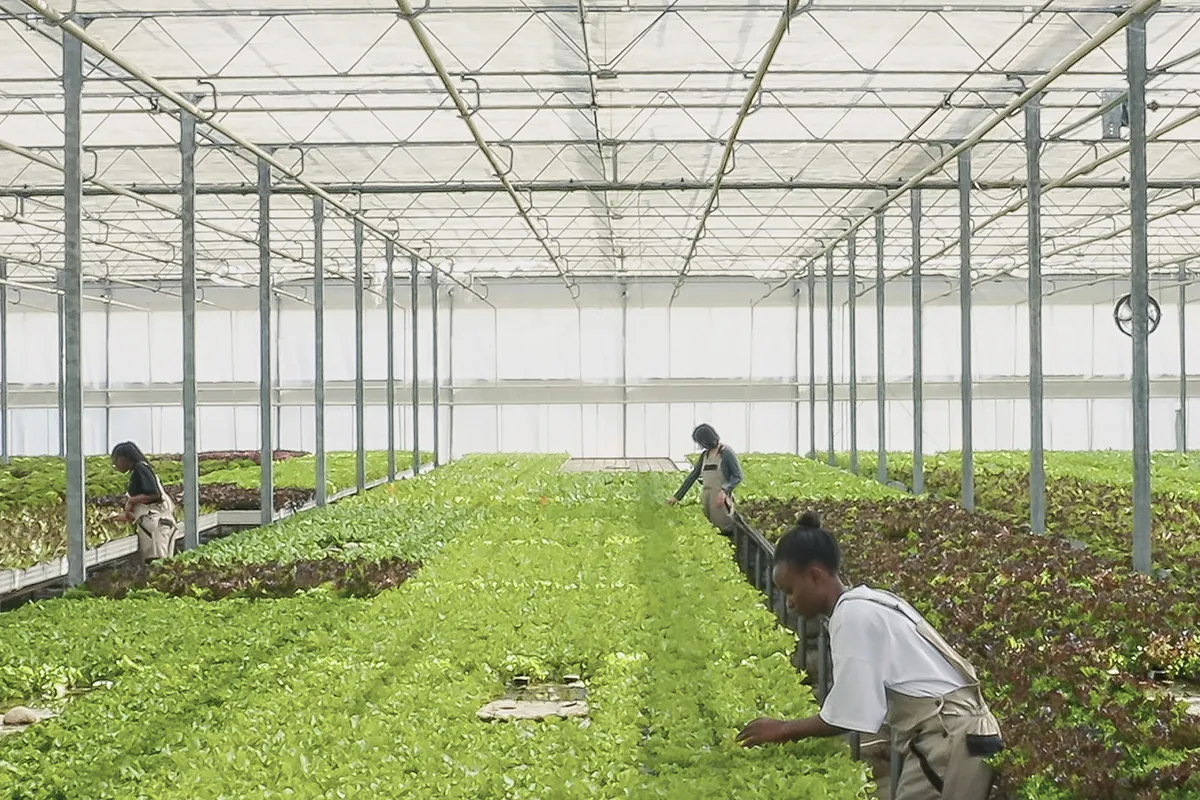 農業分野の​外国人材派遣サービス