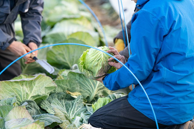 文化や言語の違い